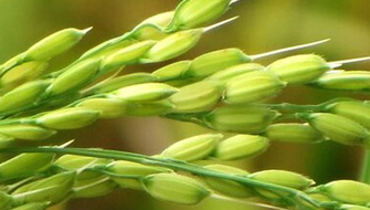 The Role of Micronutrients in Paddy Rice Cultivation