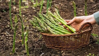 Asparagus