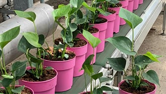 Topdressing Plants in Professional Ornamental Horticulture