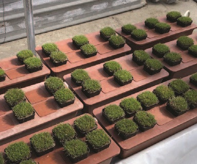 MTU® and Pidolic Acid Under Drought Stress