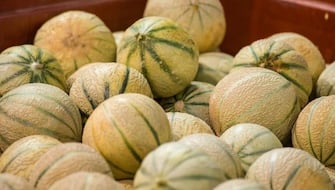 A collection of ripe cantaloupes with netted rinds and green stripes piled together in a container