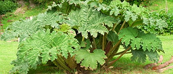 Safe and effective weed control
