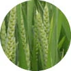 Crop image