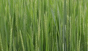 Wheat