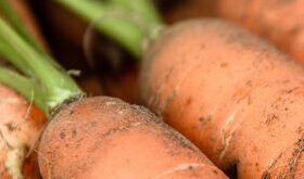 Carrots