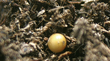 An Introduction to Controlled-Release Fertilisers