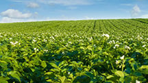 Polysulphate: Perfect for NPK Production