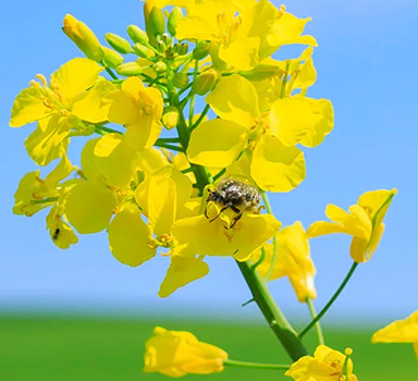 Polysulphate trial shows impressive OSR results