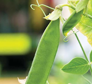 Polysulphate Combining Pea Trial