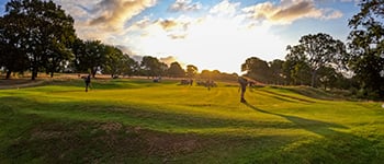 Breeding and production of creeping bentgrass