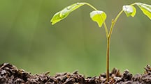 The Benefits of Foliar Feeding