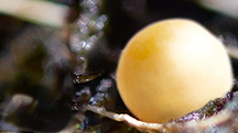It’s a Coating Matter: Controlled-Release Fertilisers in Agriculture