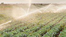 How to Unblock Drippers in a Fertigation System