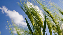 Biofertiliser Help Grain Crops Withstand Stress