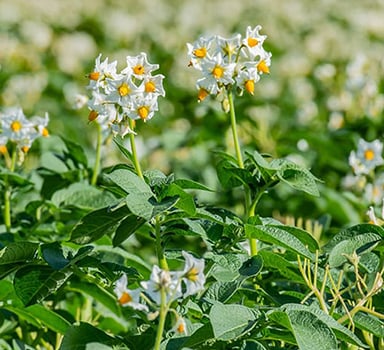 Agromaster<sup>®</sup> Seed Potato Trial