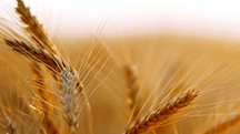 Polysulphate autumn application increases nutrient efficiency