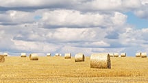 How a single Polysulphate™ application feeds crops for longer