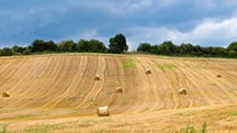 P & K: Essential nutrients to help farmers minimise risk