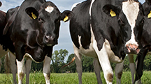 Polysulphate™ grass trials show 29% yield increase