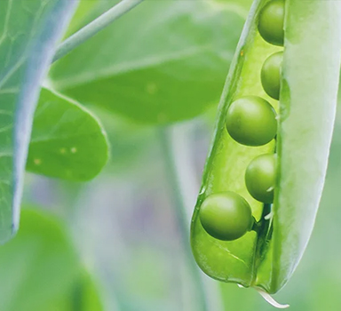 Polysulphate increases vining peas yield