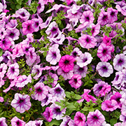 Summer Bedding