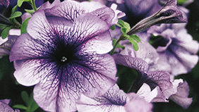 Summer Bedding