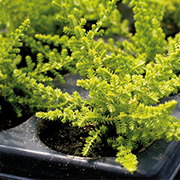 Container Nursery Stock