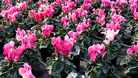 Pot Plants