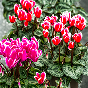 Pot Plants