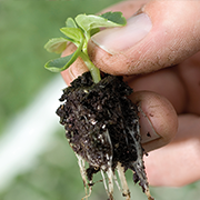 Propagation