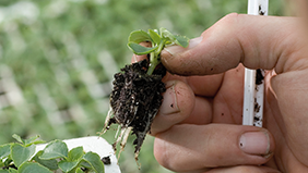 Propagation