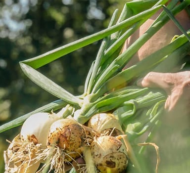 Agrocote<sup>®</sup> Onion Trial increases yield