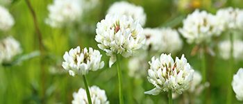 Praxys: High performance weed control in turf management