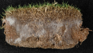 Incubated turf core showing fairy ring mycelium . Note no mycelium present in surface or deeper rootzone.