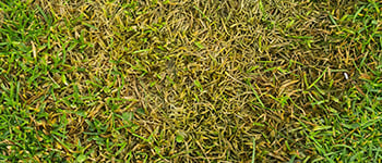 Microdochium patch disease control strategy starts in August