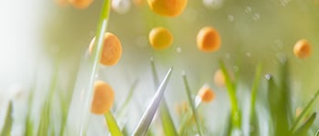Improving Sustainability in Agriculture with eqo.x