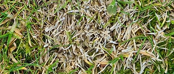 Turf trial – Dollar spot