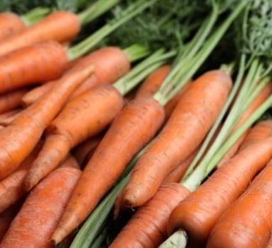 Agromaster<sup>®</sup> Carrots Trial in Germany