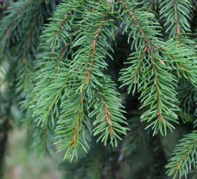 Norway Spruce and Agroblen<sup>®</sup>