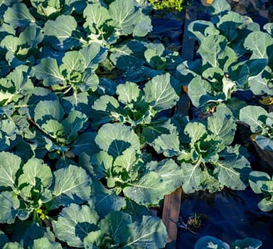Broccoli Trial with Agrocote<sup>®</sup> Max