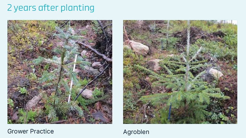 Agroblen increased Norway Spruce tree height by 38% compared to the Grower Practice.