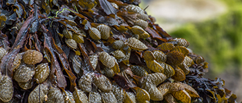 Published research on the effects of alkaline-extracted seaweed products