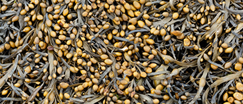 ICL embark on four-year seaweed project