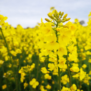 Crop image