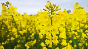 Oil Seed Rape