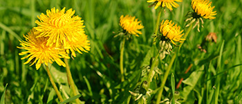 Test your knowledge with our herbicide quiz