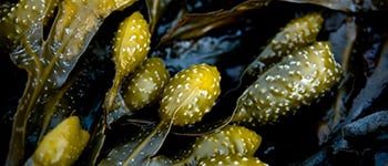 Could seaweed help keep nematodes in turf grass in check?