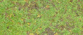 Put your knowledge to the test with our Anthracnose quiz