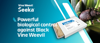 Vine Weevil Seeka | ICL Professional Horticulture