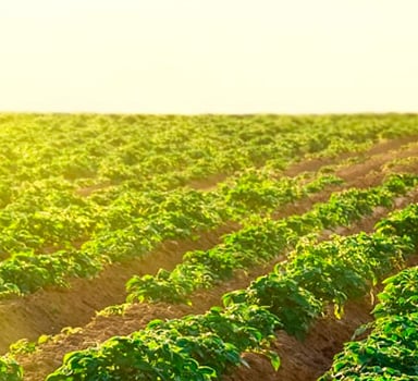 Potato Polysulphate Trial in Michigan